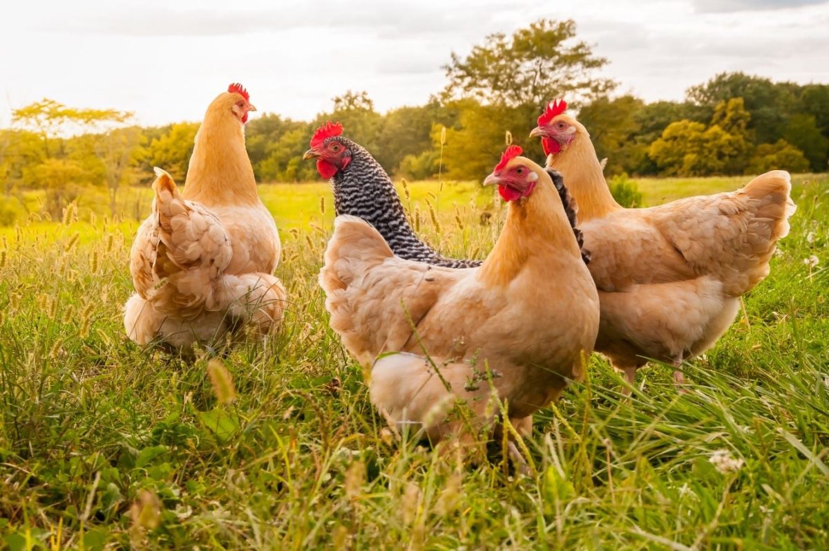 Why every house needs a chicken